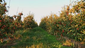 apple garden. apple harvest. beautiful apple orchard with many ripe, red, juicy apples on tree branches, at sunset, in sun flare. organic fruit. eco garden. Gardening. organic food. - Powered by Shutterstock - Get 15% off with code: PIKWIZARD15