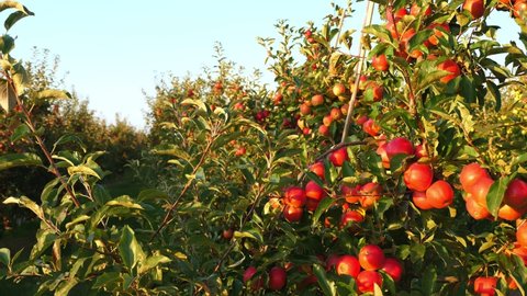 apple garden. apple harvest. beautiful apple orchard with many ripe, red, juicy apples on tree branches, at sunset, in sun flare. organic fruit. eco garden. Gardening. organic food.