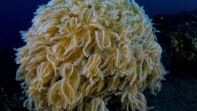 Amazing Xenia corals. Underwater world of Tulamben, Bali, Indonesia.	