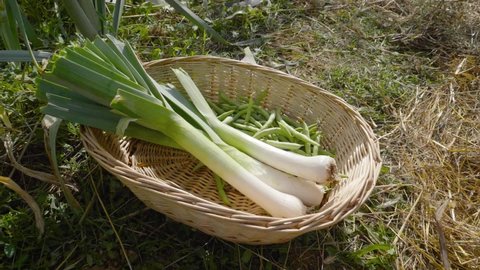 Basket full of leeks, organic and healthy food, natural food just harvested. Slow motion