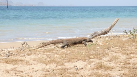 Walking Komodo dragon at the beach. 4K Beautiful background with turquoise beach with white sand in Komodo National Park, Indonesia. 
