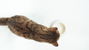 Top-down view of Bengal cat sitting near empty food bowl waiting to be fed. Filmed in a studio on white background