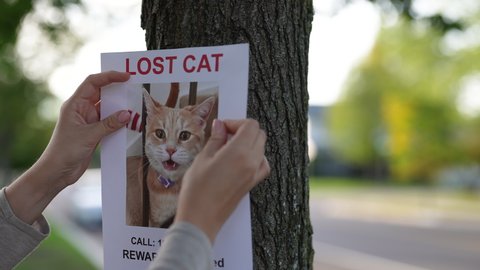 Missing Cat Pet Ad Paper, Lost Kitten Poster