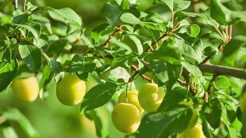 Prunus cerasifera is species of plum known by common names cherry plum and myrobalan plum.  herry plum is a popular ornamental tree for garden and landscaping use, grown for its very early flowering.
