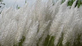 White Saccharum spontaneum flower swaying in the wind in the autumn field. It grows on fallow land commonly known as wild sugarcane and Kans grass. Natural white-green flower slow motion video.