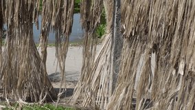 Jute fiber is being dried in the sun by the side of the road in the traditional way. Jute is being dried in the sun on both sides of the road. Slow-motion video.