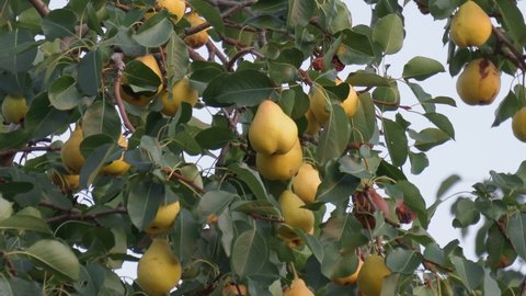 Juicy ripe yellow pears hanging from a green leaf tree. Organic food, pear juice, Eco, pear tree, fruit, harvest, pears in the garden.