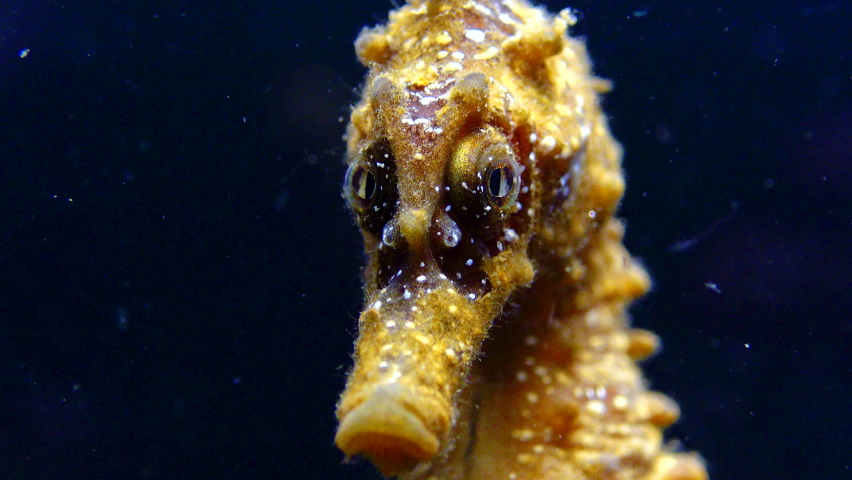 Short-snouted seahorse (Hippocampus hippocampus), fish rolls its eyes on a black background. Black Sea Royalty-Free Stock Footage #1080149183