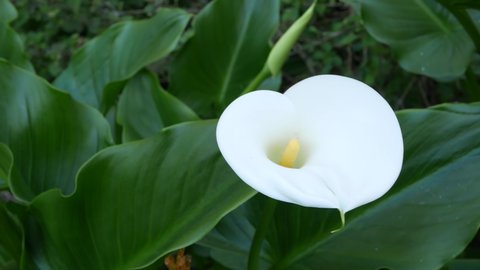White calla lily flower and dark green leaves. Elegant floral blossom. Exotic tropical jungle rainforest, stylish trendy botanical atmosphere. Natural vivid greenery, paradise aesthetic. Arum plant.