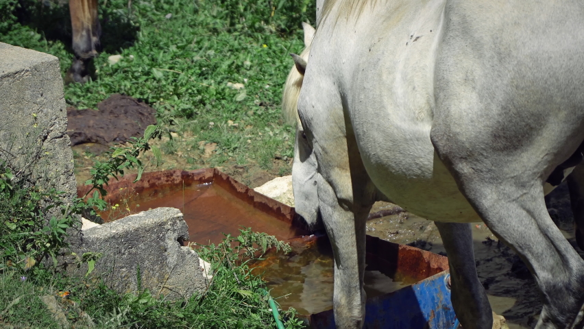 Horse drinkin water from a water trough