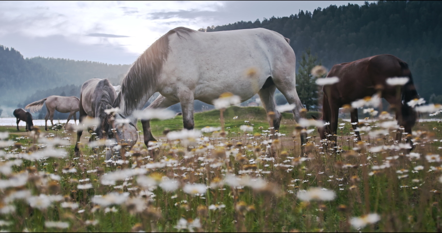 Horses feeding off grass at highland pasture. Domestic farm equine mammals grazing in green fields with daisy flowers. Mares drive away flies and mosquitoes with tails. Sight standing, chewing horses. Royalty-Free Stock Footage #1080160574