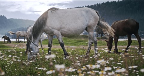 Horses feeding off grass at highland pasture. Domestic farm equine mammals grazing in green fields with daisy flowers. Mares drive away flies and mosquitoes with tails. Sight standing, chewing horses.