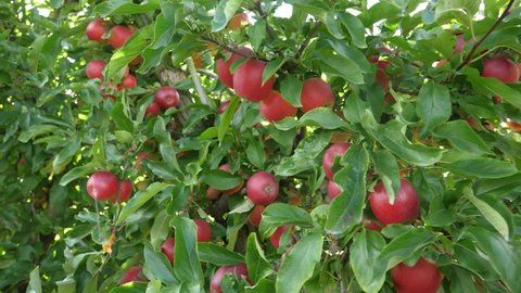 Ripe red apples on trees in apple tree garden in a farm in Poland