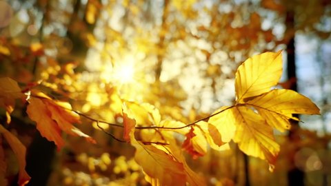 The sun shining through yellow autumn leaves in a forest, with the movement of a gentle breeze