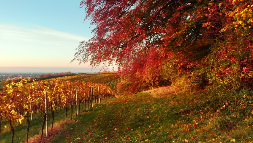 Magnificent rural scenery in red sunset light: a landscape of vineyards on a hill framed by beautiful branches of a forest with autumn foliage, view to the valley, the camera slowly moving forward  | Shutterstock HD Video #1080164600