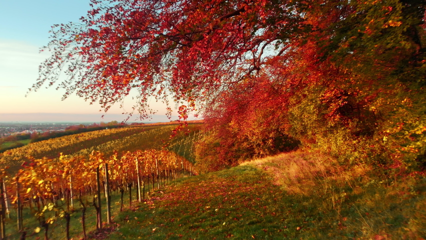 Magnificent rural scenery in red sunset light: a landscape of vineyards on a hill framed by beautiful branches of a forest with autumn foliage, view to the valley, the camera slowly moving forward  Royalty-Free Stock Footage #1080164600