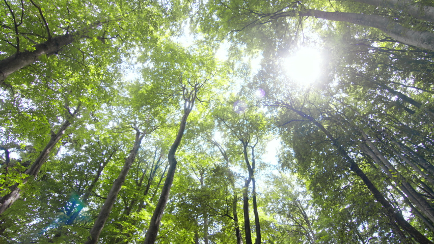 Attractive hiker walking in a national park