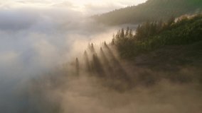 foggy pine forest at sunrise with sunbeams in the trees, misty morning in a mountain valley, sea of clouds, magical natural aerial landscape. High quality 4k footage