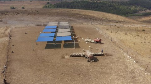 Flock of Sheep entering into a large holding area, Aerial view.