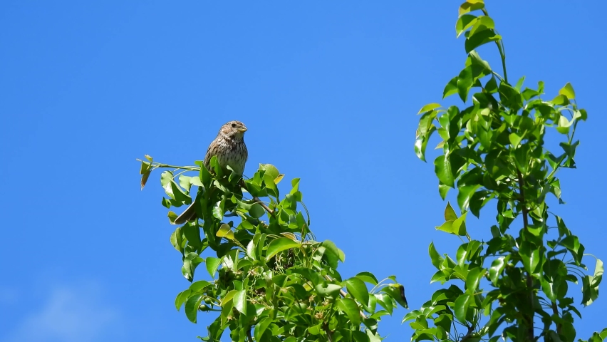 song sparrow (melospiza melodia) sits on a tree branch on a blue sky background. natural sound