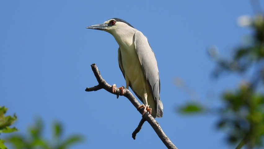  black-crowned night heron (nycticorax nycticorax) close-up sit on a tree branch and flies away. natural sound