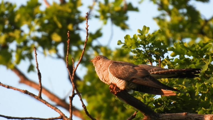 common cuckoo (cuculus canorus) sits on a tree branch on a green background and sings. natural sound