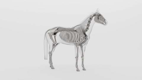 3d render of  rotation of a horse skeleton with transparent body in clean white background