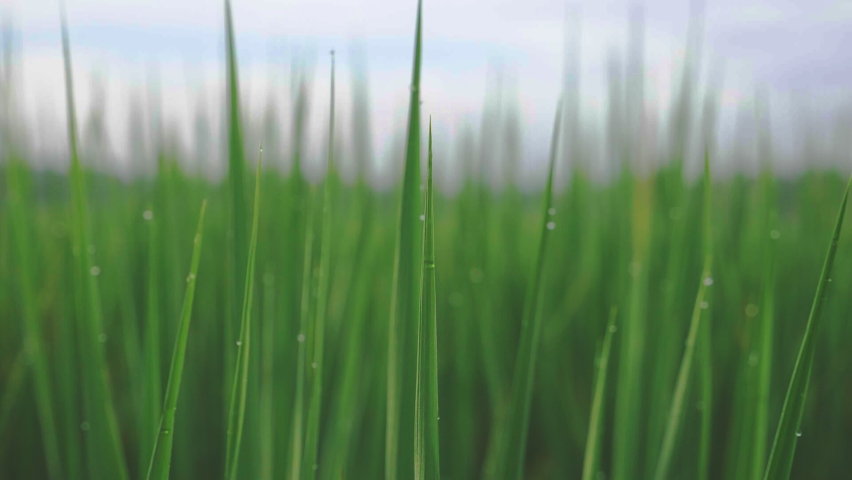 Drops of dew on the top of the rice plant in the morning. | Shutterstock HD Video #1080168128