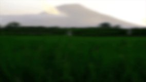 video blur of young rice plants and mountains in the afternoon for the background