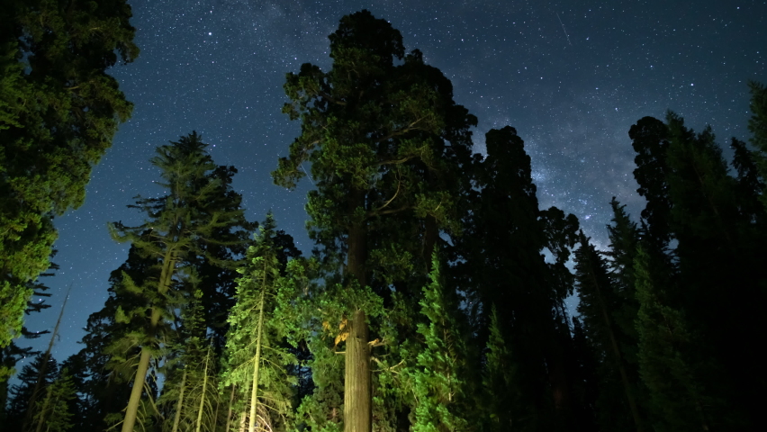 Sequoia Forest Star Trails 24mm South Sky Grant Grove Sequoia and Kings Canyon National Park California USA Astrophotography Time Lapse