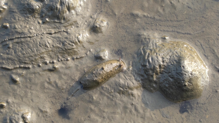 A single slug crawling slowly on muddy tidal flat during daytime at Gaomei wetlands preservation area, Taichung city, Taiwan.
