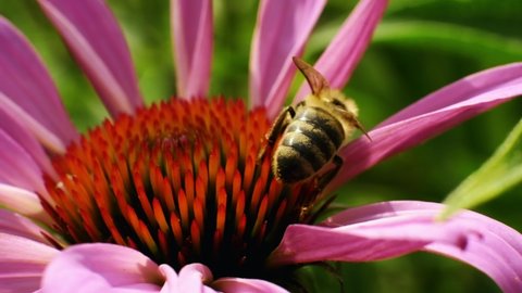 Bumblebee Collect Nectar from Purple Coneflower. Bumble Bee Pollinates Flowering Plant Echinacea Purpurea. 4K. close up.slow motion.2.