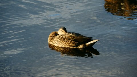 mallard duck dozing with its head under its wing  on the water