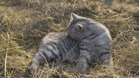 A grey British cat licks its fur while lying on the hay