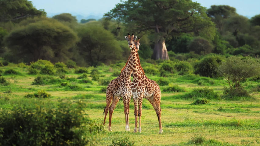 The giraffe Giraffa camelopardalis is an African even-toed ungulate mammal, the tallest living terrestrial animal and the largest ruminant. It is classified under the family Giraffidae. Royalty-Free Stock Footage #1080177791