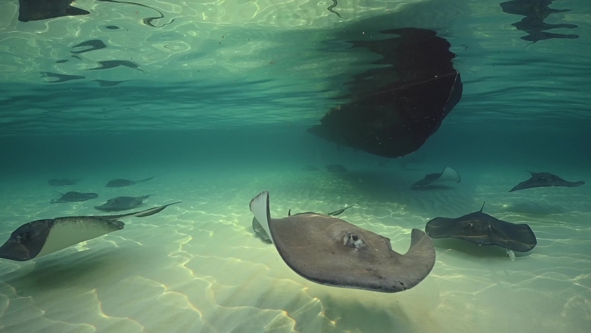 Stingray City