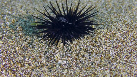 Black Sea Urchin (Arbacia lixula) slowly creeps along the sandy seabed towards the camera.