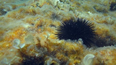 Black Sea Urchin (Arbacia lixula) on the bottom overgrown with brown algae. Mediterranean, Greece.