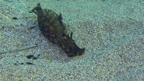 Black sea hare or Mottled seahare (Aplysia fasciata) crawls along the sandy bottom, flapping wings.