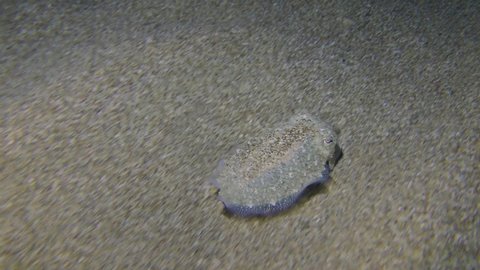 Common cuttlefish (Sepia officinalis) swims over a sandy bottom looking for a landing site, then it speeds up and leaves the frame.