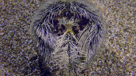 Undersea scene: Down side of Common heart urchin or Echinocardium mediterraneum (Echinocardium cordatum) on the sandy bottom, view from above, close-up.