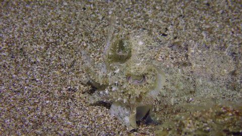 Common cuttlefish (Sepia officinalis) on a sandy bottom: wiggles tentacles, makes respiratory movements and pulsates in color, close-up.