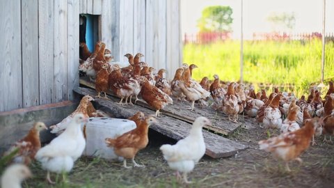 Small grown chickens run around in the aviary. Brown hens walk into a chicken coop on a farm. Large livestock out of town. Eco factory for the production of poultry and eggs. Household