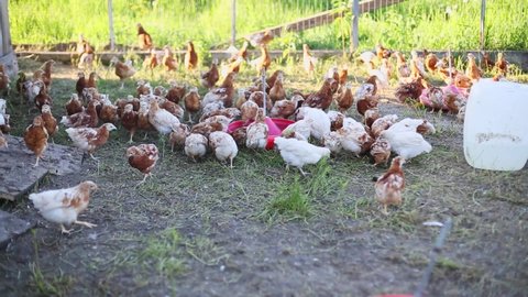 Small grown chickens run around in the aviary and drink water from the drinking bowl. Brown different hens on the farm. Large livestock out of town. Eco factory for the production of poultry and eggs.