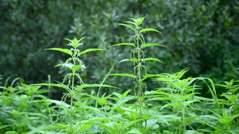 Young common nettle plant in the wind. Video static camera.