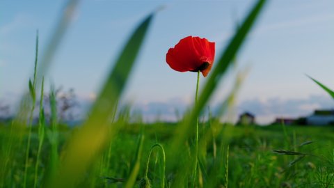 Red poppy flower blooming green grass field landscape. One charming red papaver swaying wind in green herbs plants at blue sky. Spring season abstract nature background. Flora beauty romantic tranquil