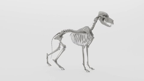 rotation of a dog skeleton in clean white background