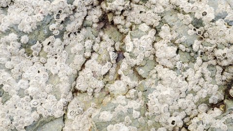 Barnacles on rock close up rock stock footage