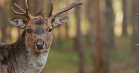 Fallow Deer Or Dama Dama In Autumn Forest. Europe 4K. Close Up Portrait With Copyspace copy space