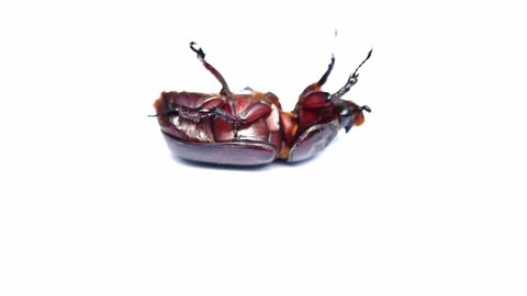 Coconut rhinoceros beetle or Indian rhinoceros beetle or Asian rhinoceros beetle overturned on white background, Struggle to stand up of insects, Scarab inThailand